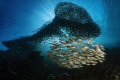   Razor fish group Sardines run Moalboal Philippines  